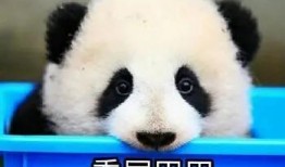 娱乐吃瓜酱熊猫生气,娱乐吃瓜酱揭秘背后真相