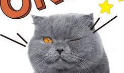 娱乐吃瓜君猫咪老师