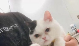娱乐吃瓜酱猫传腹,揭秘“猫传腹”事件背后的真相与反思