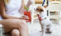 娱乐吃瓜酱狗餐馆,一场跨界美食盛宴