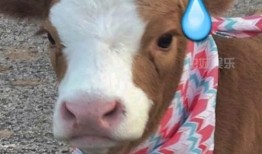 娱乐吃瓜酱大鹅,揭秘娱乐圈那些不为人知的幕后故事