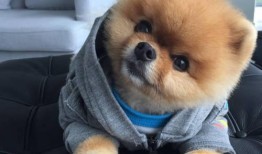 娱乐吃瓜酱抚慰犬,揭秘娱乐圈温馨治愈瞬间