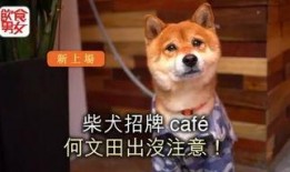 娱乐吃瓜酱狗餐馆,一场跨界美食盛宴