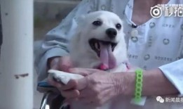 娱乐吃瓜酱小白狗