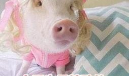 娱乐吃瓜酱猪猪视频,揭秘热门视频背后的趣味故事