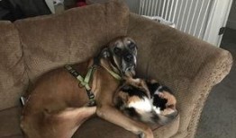 娱乐吃瓜酱抚慰犬,揭秘娱乐圈温馨治愈瞬间