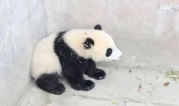 娱乐吃瓜酱熊猫生气,娱乐吃瓜酱揭秘背后真相