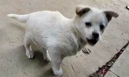 娱乐吃瓜酱小白狗