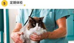 娱乐吃瓜酱猫传腹,揭秘“猫传腹”事件背后的真相与反思