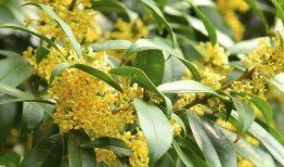 娱乐吃瓜酱桂花树下,桂花树下，揭秘娱乐圈那些不为人知的秘密